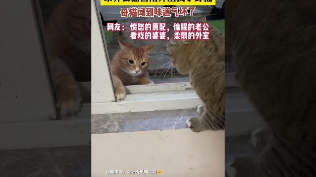 社会百态 | 家养公猫冒雨外出找小野猫,母猫闻到味道气坏了 社会百态 | 家养公猫冒雨外出找小野猫,母猫闻到味道气坏了