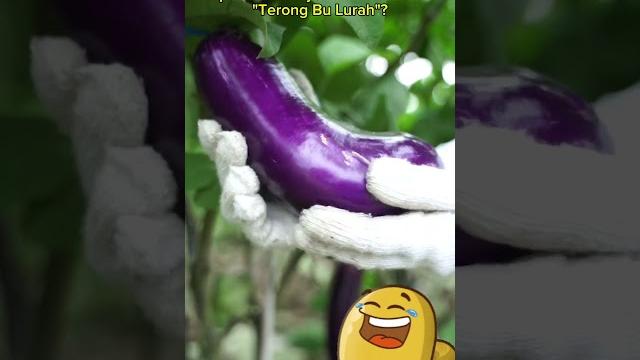 Terong bu lurah viral di medsos! warganet heboh. #terongbulurah #viral #mediasosial #trending Terong bu lurah viral di medsos! warganet heboh. #terongbulurah #viral #mediasosial #trending