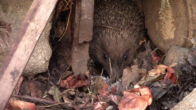 Как рожают ёжики / hedgehogs are small newborns Как рожают ёжики / hedgehogs are small newborns