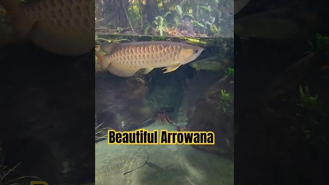 Majestic arowana at auckland zoo! watch its graceful swim in stunning detail! #arowana #zoovlog Majestic arowana at auckland zoo! watch its graceful swim in stunning detail! #arowana #zoovlog