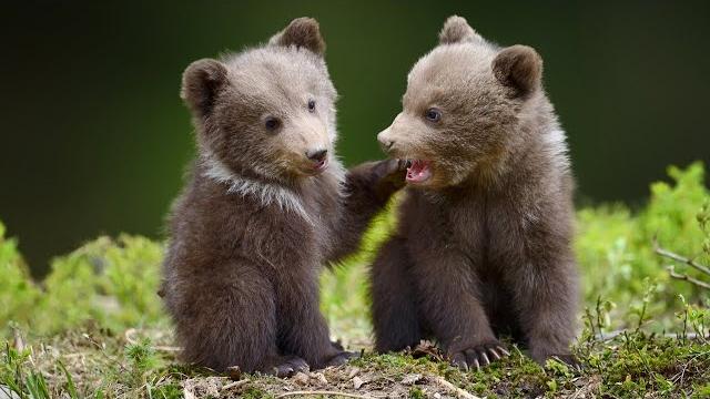 Beautiful relaxing music, peaceful soothing instrumental music, "wilderness bears" by tim janis Beautiful relaxing music, peaceful soothing instrumental music, "wilderness bears" by tim janis