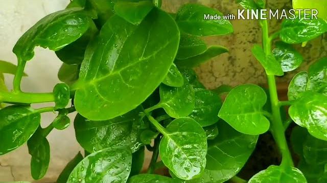 Malabar spinach (basella alba) benefits and how to grow in soil and water, a climbing perennial vine Malabar spinach (basella alba) benefits and how to grow in soil and water, a climbing perennial vine