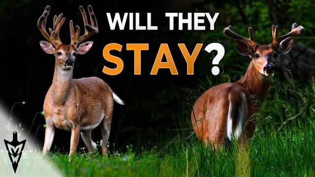 Velvet bucks now: what it means for hunting season Velvet bucks now: what it means for hunting season