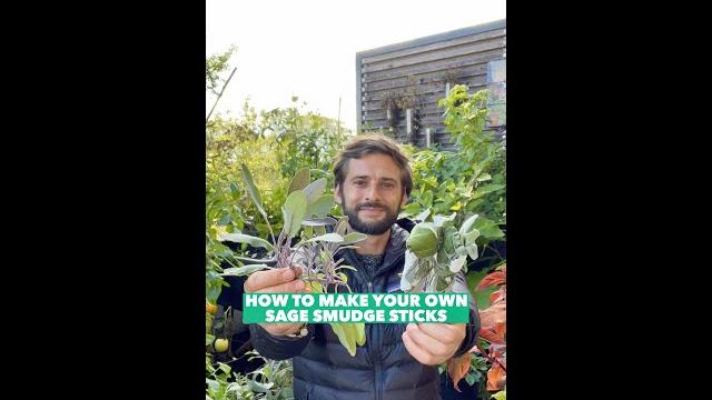 How to make your own sage smudge sticks How to make your own sage smudge sticks