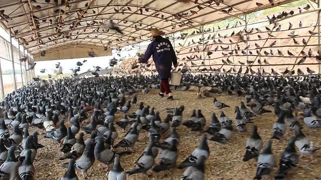 Самые странные фермы в мире Самые странные фермы в мире