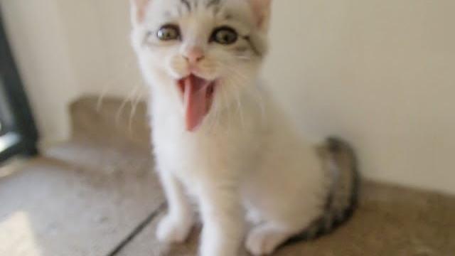小奶猫睡觉被吵醒,又萌又凶,气鼓鼓叫个不停,你准备好被萌出血了吗?|花花与三猫 cat live 小奶猫睡觉被吵醒,又萌又凶,气鼓鼓叫个不停,你准备好被萌出血了吗?|花花与三猫 cat live