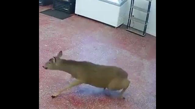 Comically edited deer clip Comically edited deer clip