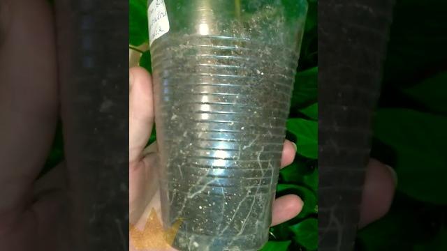 Борная кислота для вашей рассады! Борная кислота для вашей рассады!