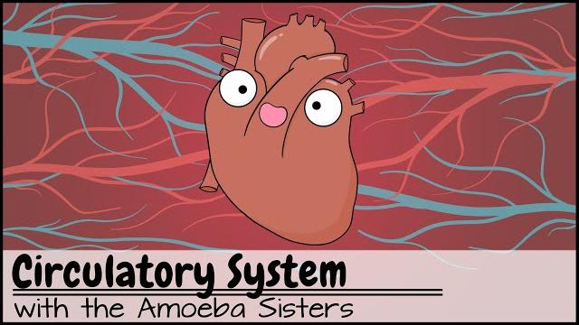 Circulatory system and pathway of blood through the heart Circulatory system and pathway of blood through the heart