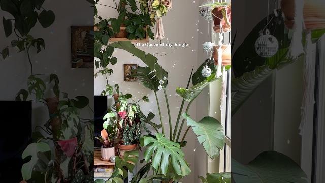 Every jungle has its queen — and in ours, it’s this bird of paradise 🪴 #urbanjungle #plantlover Every jungle has its queen — and in ours, it’s this bird of paradise 🪴 #urbanjungle #plantlover
