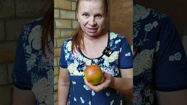 Хурму больше не замораживаю, она теперь быстро дозревает! Хурму больше не замораживаю, она теперь быстро дозревает!