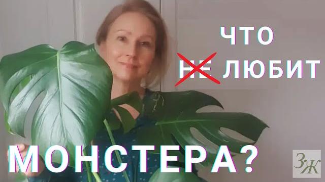 Монстера: уход в домашних условиях. полив, обрезка, опоры #монстераделикатесная #комнатныерастения Монстера: уход в домашних условиях. полив, обрезка, опоры #монстераделикатесная #комнатныерастения