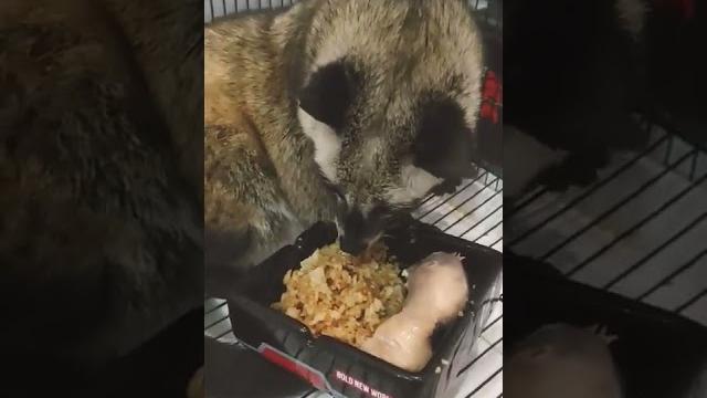 Rahasia makanan musang obesitas #shorts #musangobesitas Rahasia makanan musang obesitas #shorts #musangobesitas