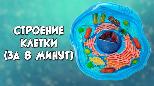 Строение клетки за 8 минут (даже меньше) Строение клетки за 8 минут (даже меньше)