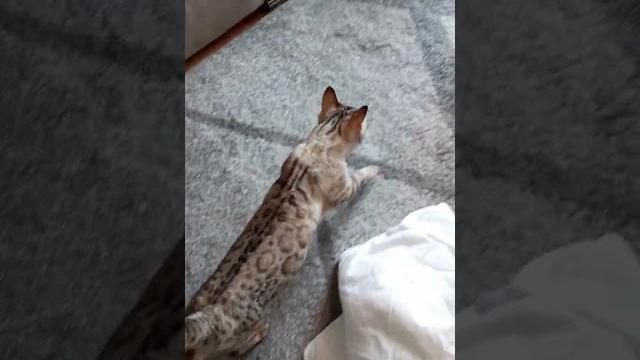 Зовёт гулять Зовёт гулять