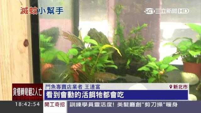 日食307隻孑孓 防登革熱!「蓋斑鬥魚」夯|三立新聞台 日食307隻孑孓 防登革熱!「蓋斑鬥魚」夯|三立新聞台