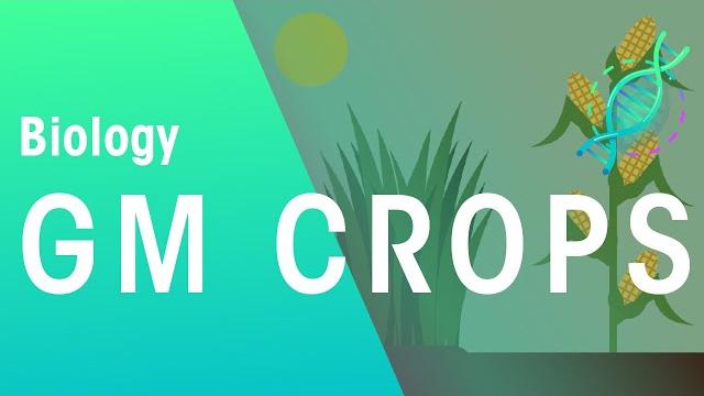 Gm crops | genetics | biology | fuseschool Gm crops | genetics | biology | fuseschool