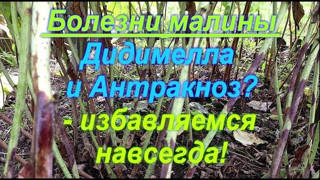77. болезни малины - дидимелла (пурпуровая пятнистость), антракноз и пр. - избавляемся навсегда! 77. болезни малины - дидимелла (пурпуровая пятнистость), антракноз и пр. - избавляемся навсегда!