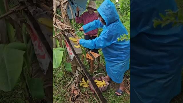 Harvesting banana #viralvideo #banana#rainyday#satisfying#harvest#farming#villagelife#fruit#shorts Harvesting banana #viralvideo #banana#rainyday#satisfying#harvest#farming#villagelife#fruit#shorts
