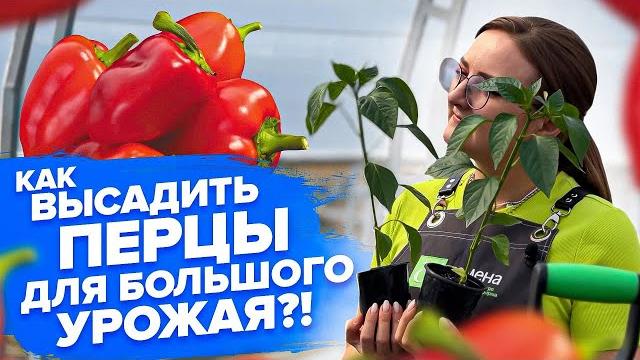 Высадка переросших перцев! высадка перца в холода Высадка переросших перцев! высадка перца в холода