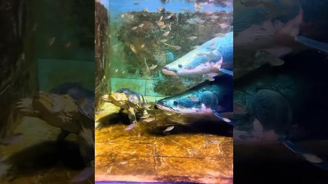 Monster turtle more dangerous than arapaima. #monsterfish #arapaima #fish #short #ytshort #viral Monster turtle more dangerous than arapaima. #monsterfish #arapaima #fish #short #ytshort #viral