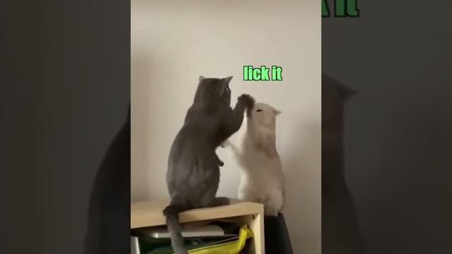 Cattynip: the return Cattynip: the return