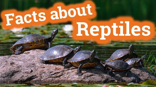 Facts about reptiles for kids Facts about reptiles for kids
