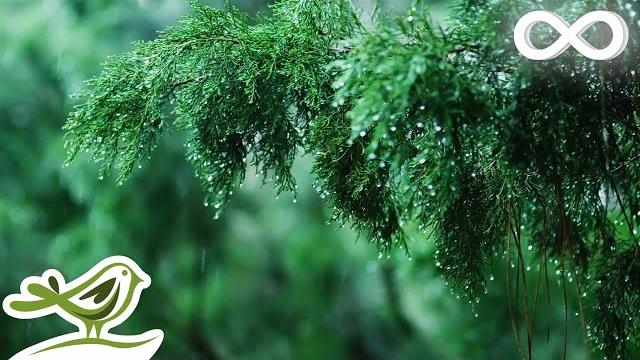 Rainy day • relaxing piano music with soft rain sounds | sleep, study, relax Rainy day • relaxing piano music with soft rain sounds | sleep, study, relax