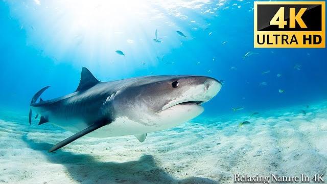 Our planet | animals of ocean 4k: shark (4k ultra hd) - scenic relaxation film with calming music Our planet | animals of ocean 4k: shark (4k ultra hd) - scenic relaxation film with calming music