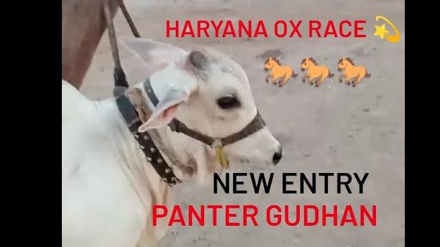 New entry panter gudhan top quality desi ox #oxraceinharyana #haryana #rohtak @ox_race_haryana New entry panter gudhan top quality desi ox #oxraceinharyana #haryana #rohtak @ox_race_haryana