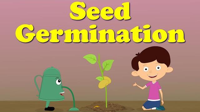 Seed germination | #aumsum #kids #science #education #children Seed germination | #aumsum #kids #science #education #children