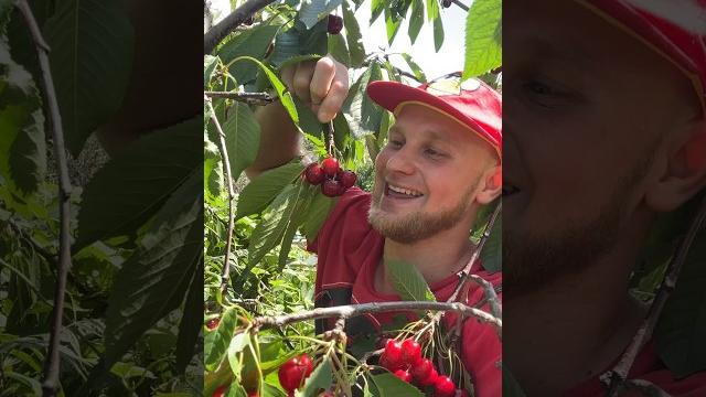 Черешня (смешное видео, юмор, приколы, поржать, смех) Черешня (смешное видео, юмор, приколы, поржать, смех)