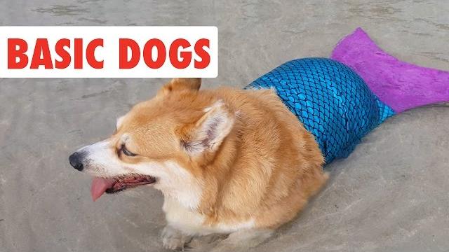 Basic dogs | funny dog video compilation 2017 Basic dogs | funny dog video compilation 2017