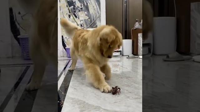 Lovely dogs ️ #trending #funny #viral #tiktok #shorts #抖音 #douyin #tictoc #animal #dogs #petlover Lovely dogs ️ #trending #funny #viral #tiktok #shorts #抖音 #douyin #tictoc #animal #dogs #petlover