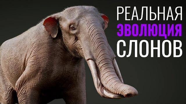 Реальная эволюция слонов от клыков до бивней Реальная эволюция слонов от клыков до бивней