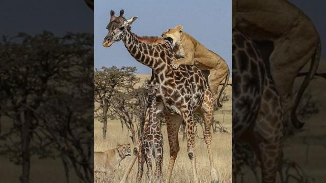 Giraffes kill their own children to protect them from lions. #giraffe #lion #lioness #hun #animals Giraffes kill their own children to protect them from lions. #giraffe #lion #lioness #hun #animals