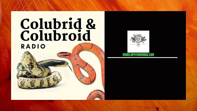 Kathy love joins us to discuss all things colubrid. Kathy love joins us to discuss all things colubrid.