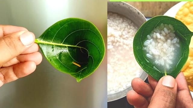 How to make spoon with jackfruit leaf | jackfruit leaf spool | plaavila spoon | leaf spoon | diy How to make spoon with jackfruit leaf | jackfruit leaf spool | plaavila spoon | leaf spoon | diy