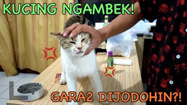 Kucingnya manajer marah gara-gara dijodohin!! Kucingnya manajer marah gara-gara dijodohin!!