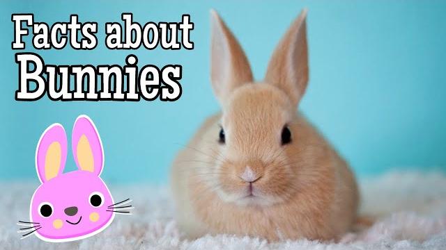 Facts about bunnies for kids Facts about bunnies for kids