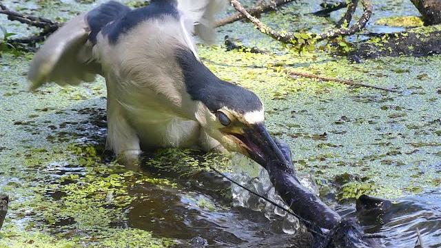 Black-crowned night heron eats eel-like salamander Black-crowned night heron eats eel-like salamander
