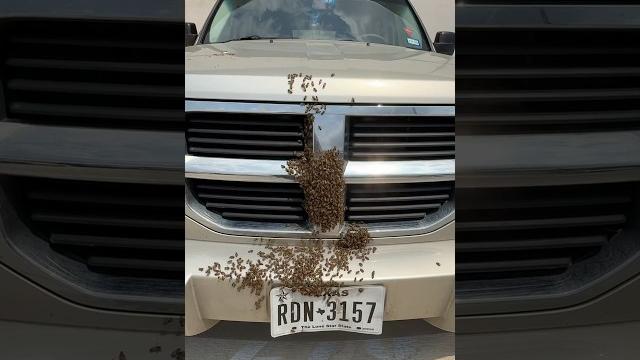The queen was dead — but the bees refused to leave her behind The queen was dead — but the bees refused to leave her behind