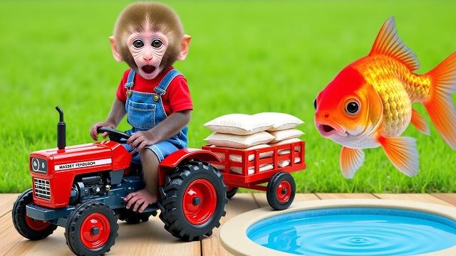 Monkey nana drives a tractor loaded with food sacks and encounters a brick wall on the village road Monkey nana drives a tractor loaded with food sacks and encounters a brick wall on the village road