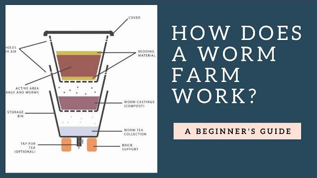 How does a worm farm work plus tips How does a worm farm work plus tips