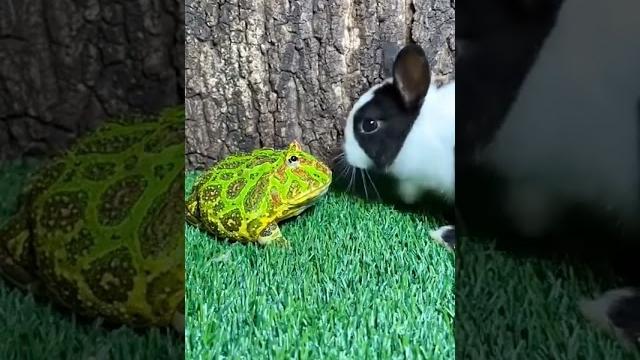 Katak dan kelinci sangat lucu #viral #viralvideo #funny #video #hewan #shorts #short Katak dan kelinci sangat lucu #viral #viralvideo #funny #video #hewan #shorts #short