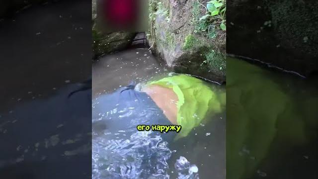 Поймал огромного сома Поймал огромного сома