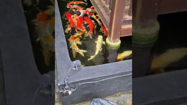 Ngintip ikan coi berenang Ngintip ikan coi berenang