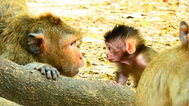 Fantastic !! what mom april lip-smacking teach newborn ayla?, cute ayla so concentrate listen Fantastic !! what mom april lip-smacking teach newborn ayla?, cute ayla so concentrate listen