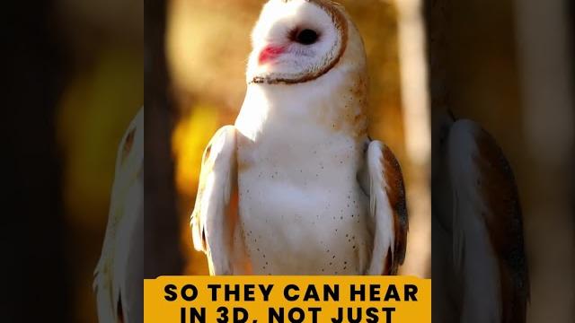 Did you know this owl’s face works like a satellite dish? #naturelovers #animals #wildlifefacts Did you know this owl’s face works like a satellite dish? #naturelovers #animals #wildlifefacts