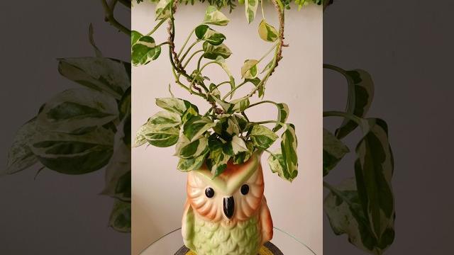 Easy trellis for money plant topiary #shorts Easy trellis for money plant topiary #shorts